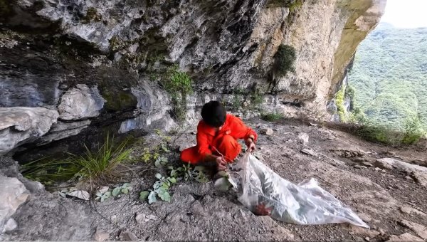 杜德配资 户外博主私采国家二级保护植物？重庆警方：已介入调查