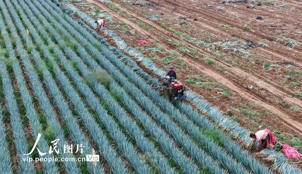 宝贷配资 山东广饶：收获大葱